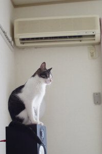 我が家の猫温度計を紹介します。