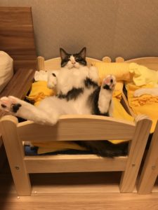 ﻿我が家の猫達がIKEAのベッド使いこなしすぎてるので第2回猫合宿を開催しました。(本当は50回目くらい)