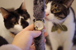 自分の腕が！猫に！いや！猫をまとって外出！？可愛すぎて大興奮の猫好き必見時計