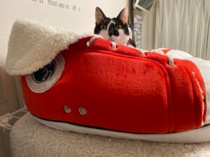 連日紹介している「靴」ついに猫が！入りました！！(？)