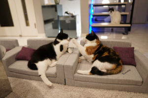 【やばい猫企業と出会った話Vol.4】ネコセカイの猫専用ソファ。写真が可愛すぎて悶絶