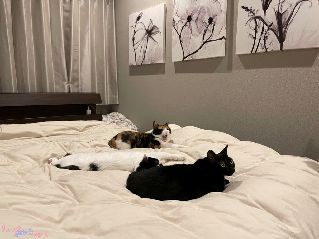 猫5匹にベッドを占領されるので新築3ヶ月で自分スペース用に追加で