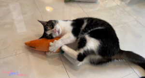 野菜にハマりすぎて変な能力身についてしまった猫