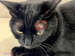 ピーボの瞼上に「しこり」を見つけました。猫のできものは腫瘍である可能性があるのですぐに病院に連れて行きました